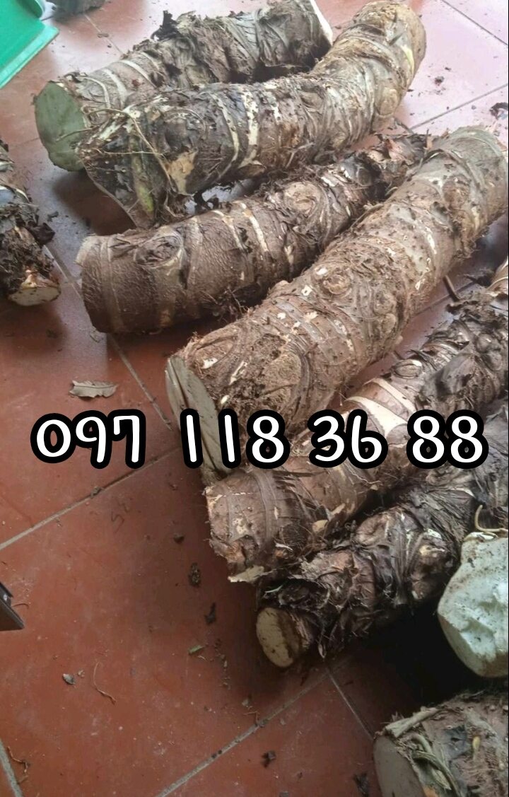 Củ bạc hà núi phơi khô, (ráy dại ráy rừng )hàng chuẩn xin