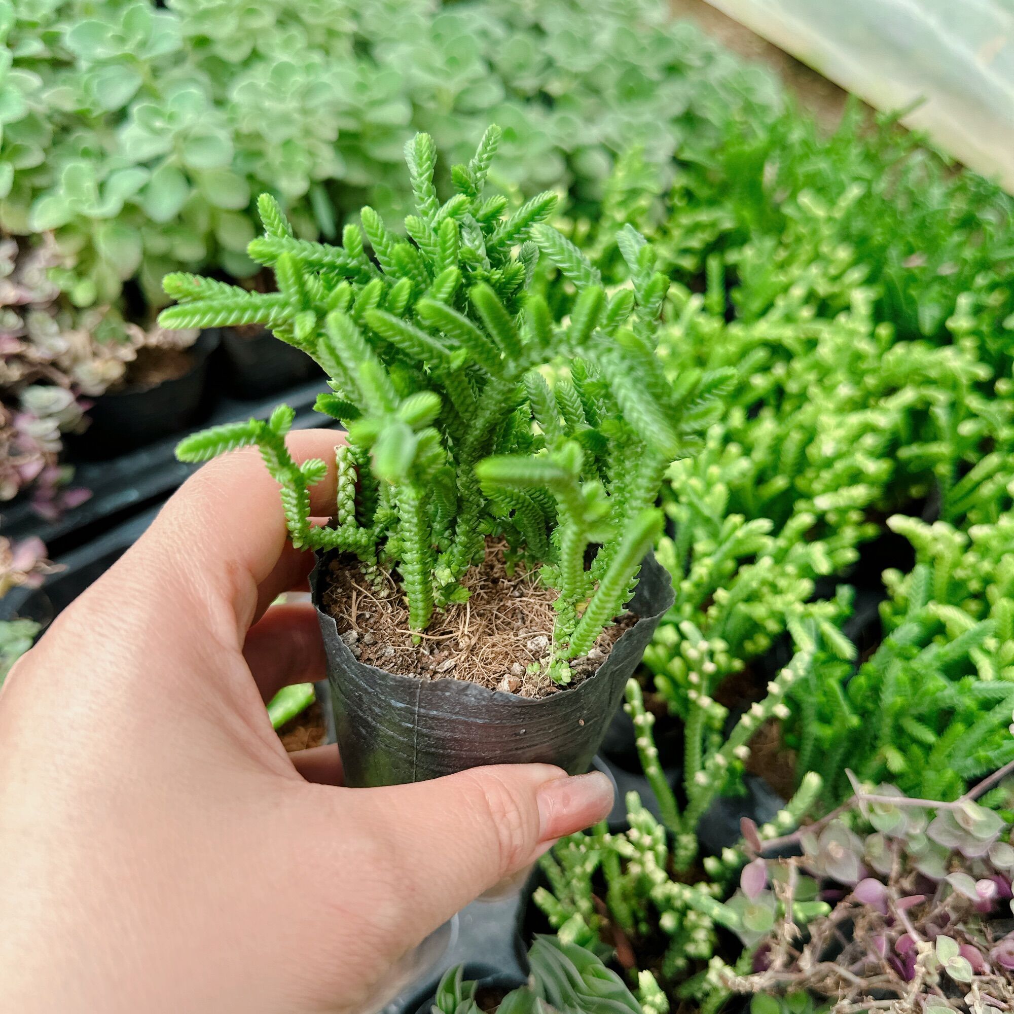 Sen đá trúc size bầu 3-5cm xuất vườn đà Lạt