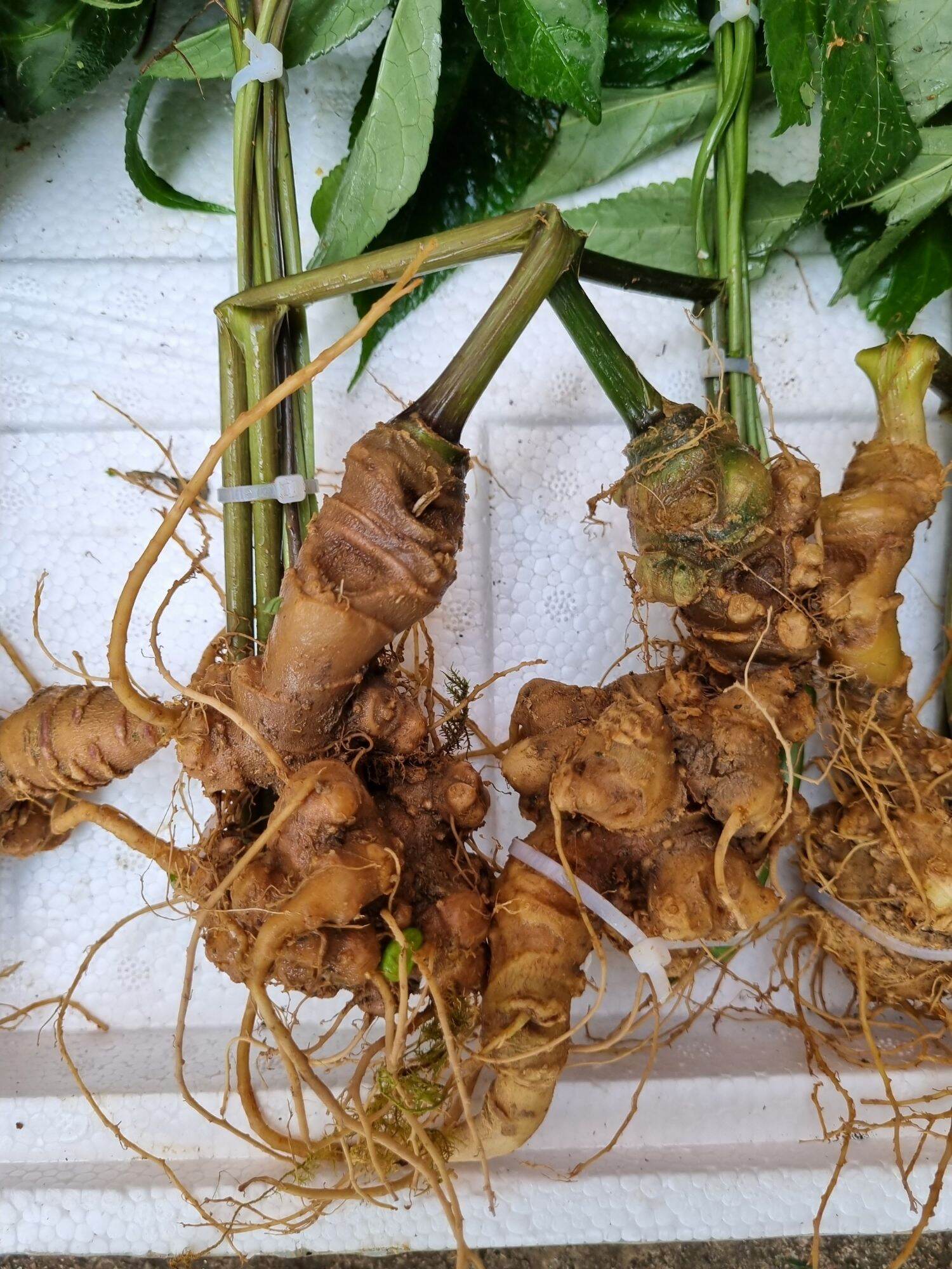 2 củ sâm ngọc linh (ủ rượu hút chân không gửi)