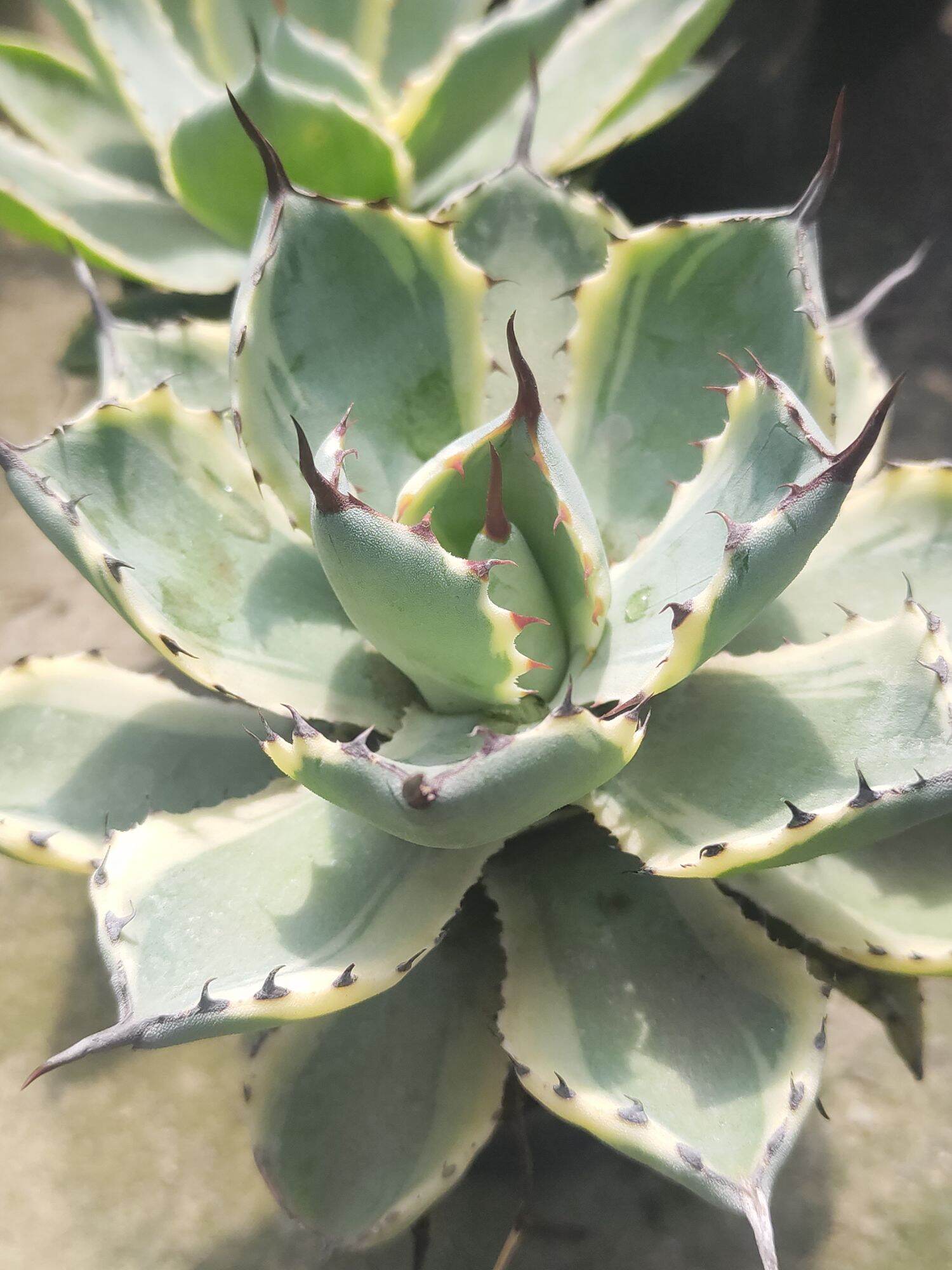 Dứa cảnh Agave lem vàng