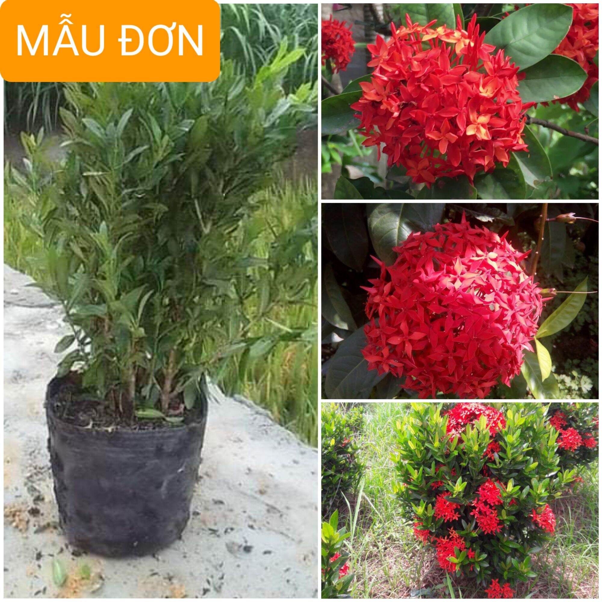 CÂY HOA MẪU ĐƠN ĐỎ