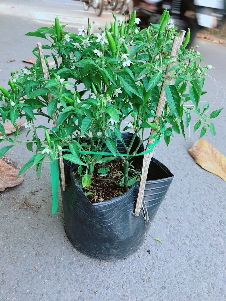 Cây ớt hiểm có sẵn hoa và trái