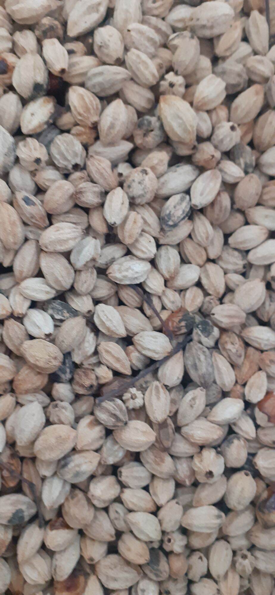 500 gram hạt xoan ta giống