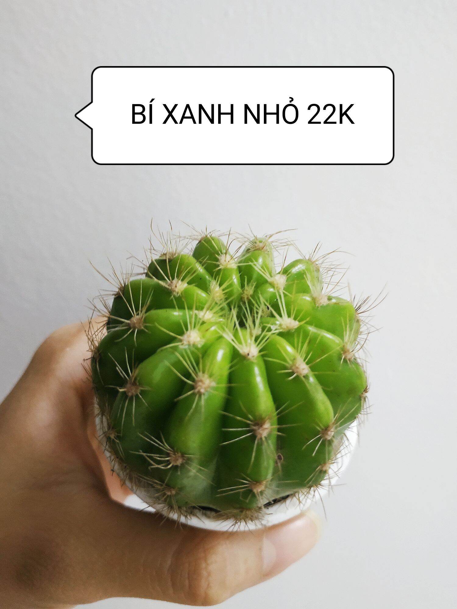 Xương rồng BÍ XANH