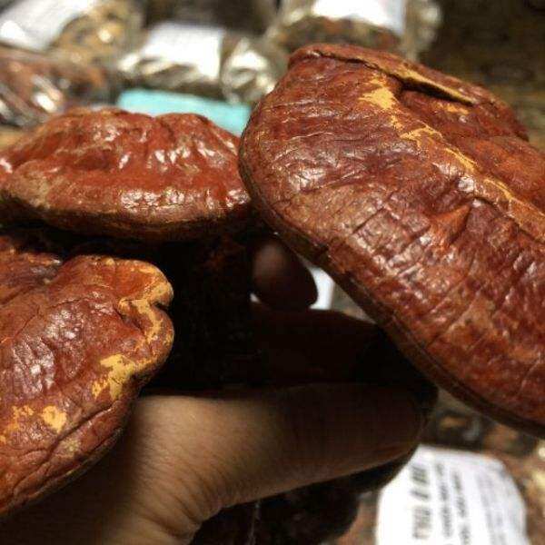 1kg nấm linh chi đỏ
