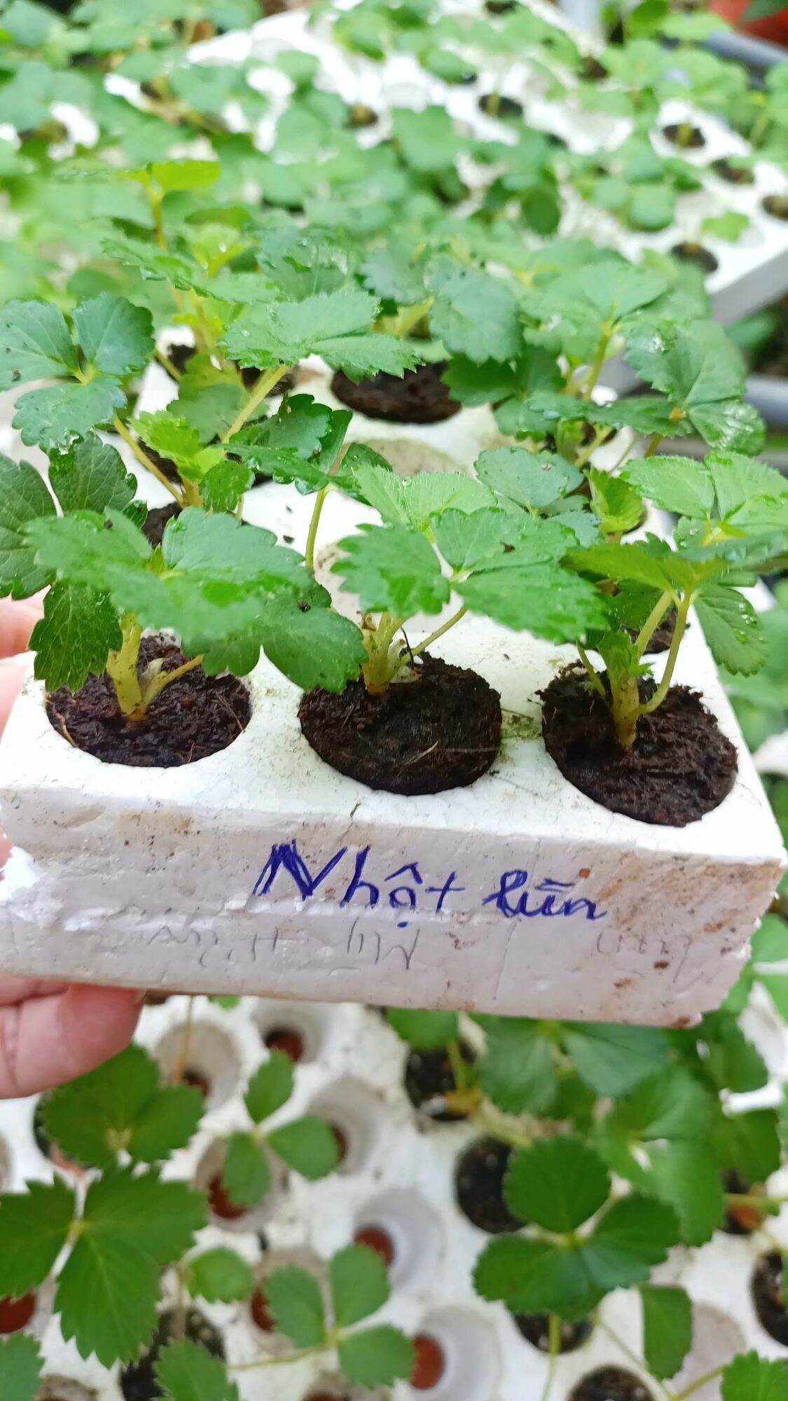 Cây dâu tây cấy mô NHẬT Mới ( combo 10 cây mô vỉ)