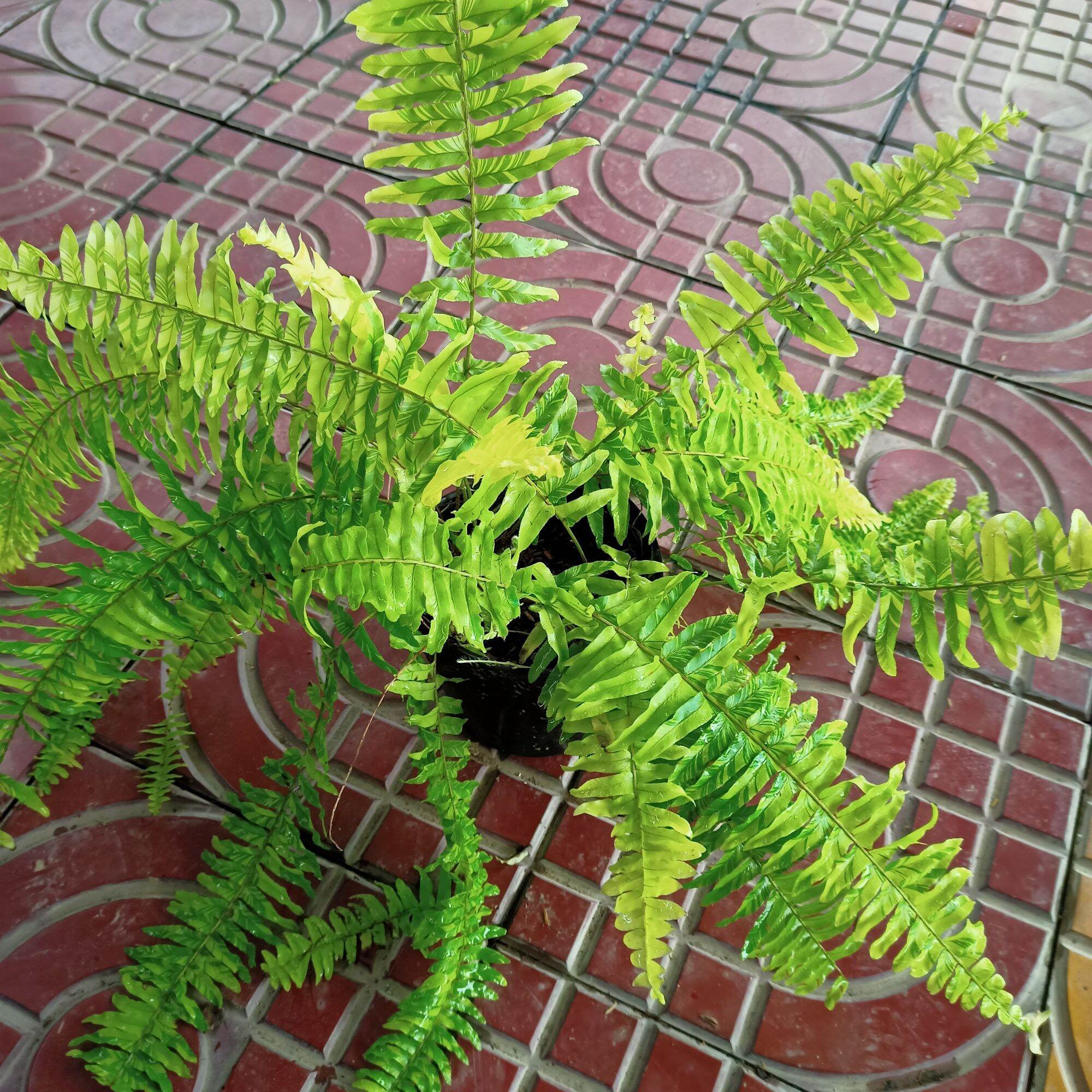 Chậu cây dương xỉ cẩm thạch - Summer Garden