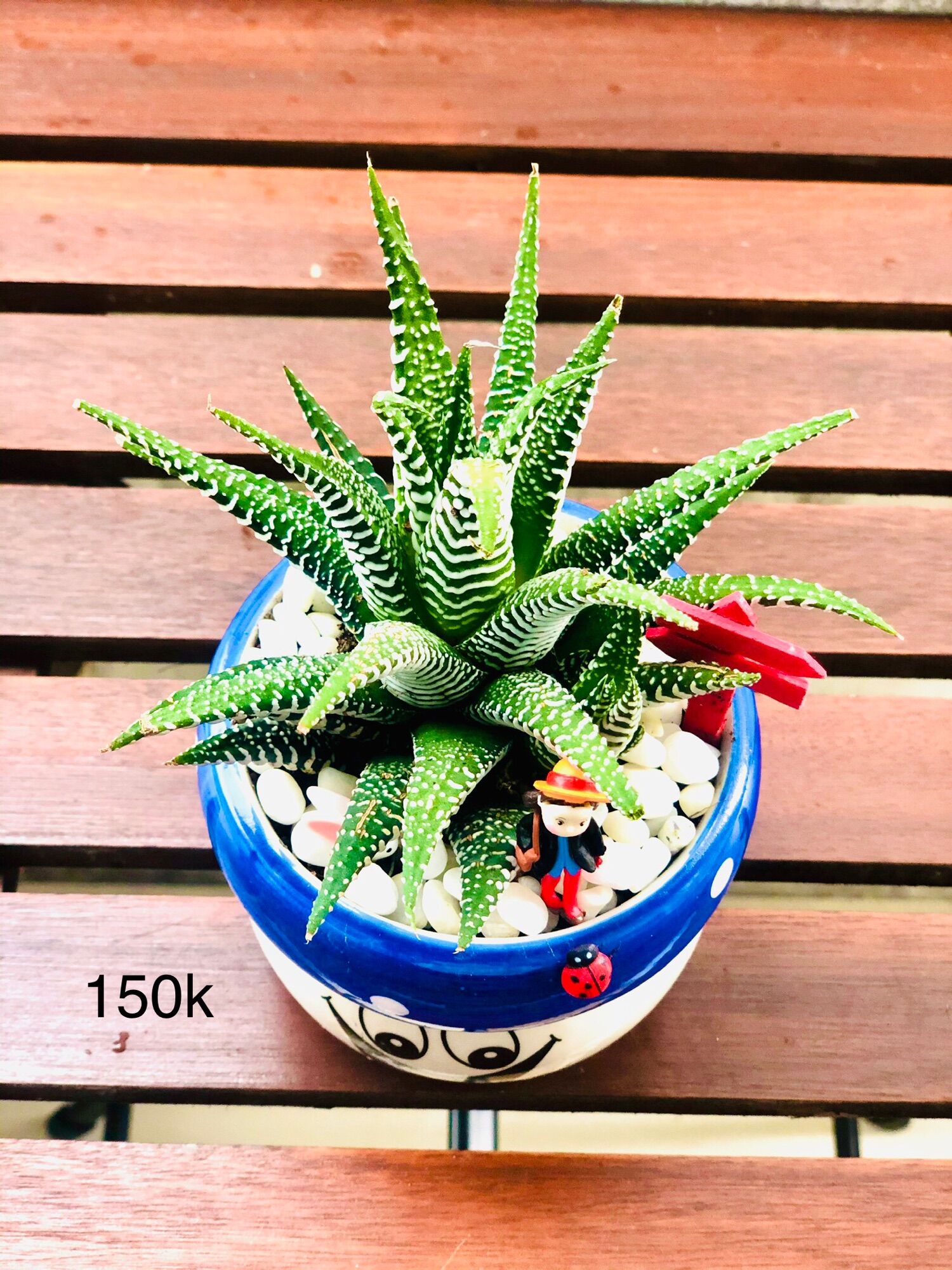 Chậu tiểu cảnh để bàn