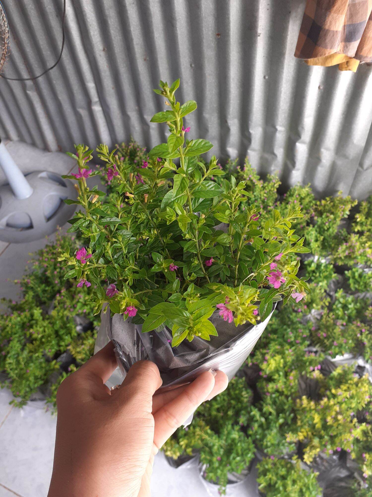 cây hoa cẩm tú mai