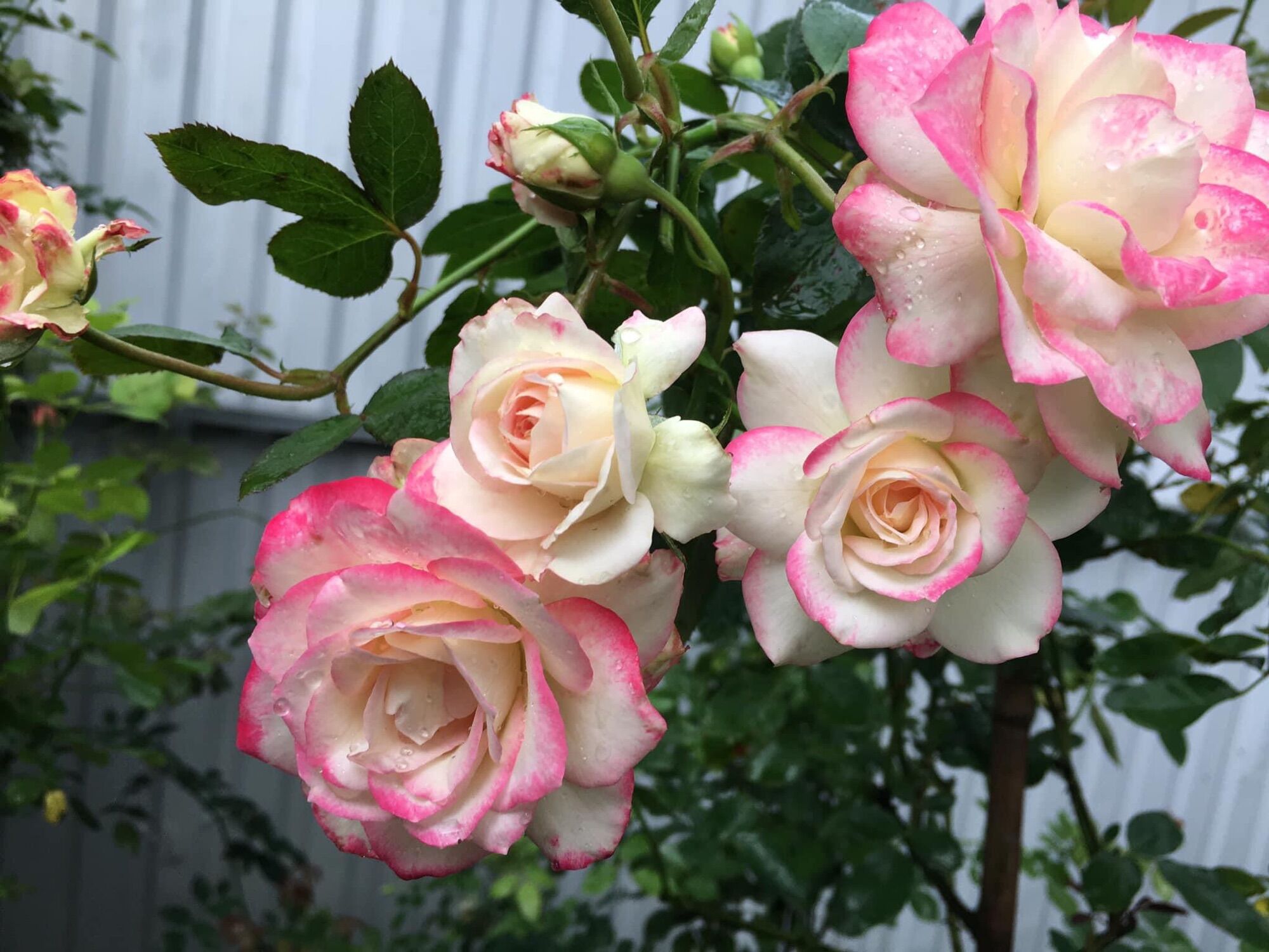 Hoa hồng ngoại Cherry rose