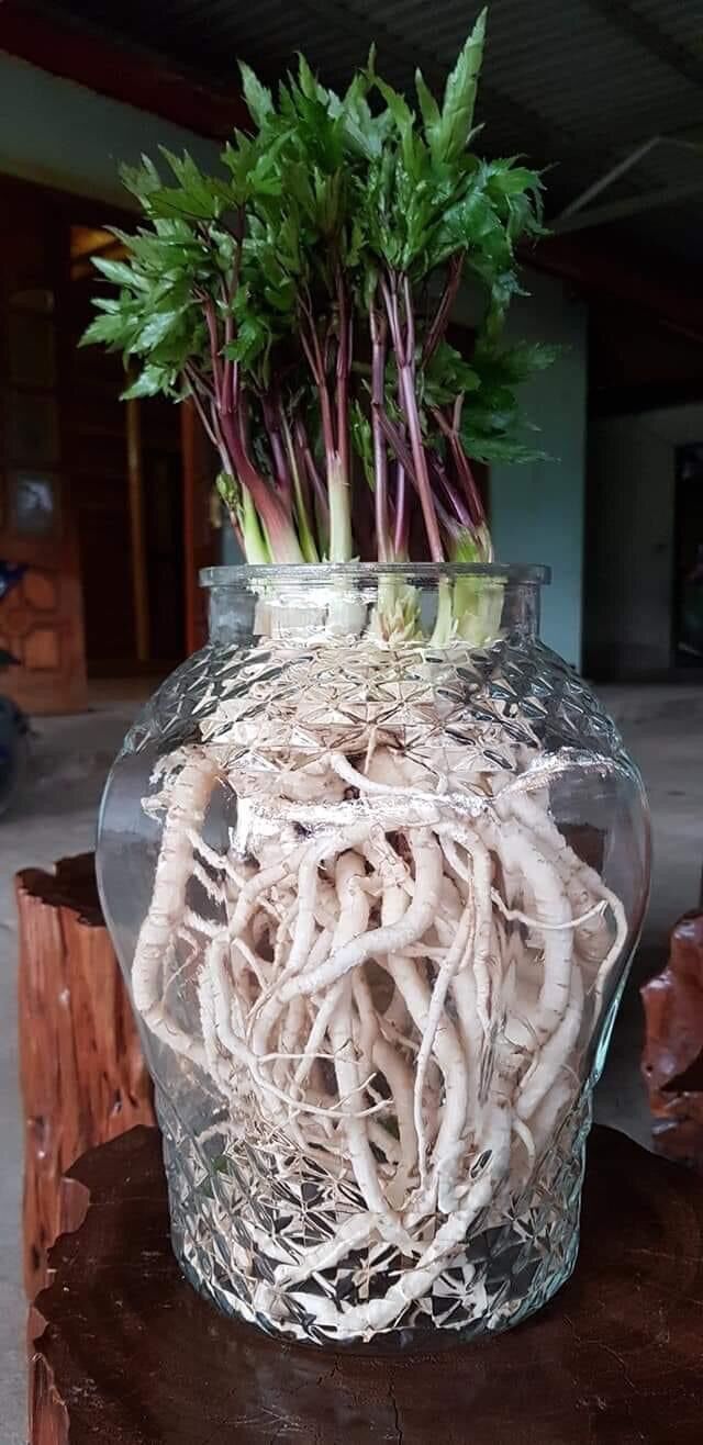 Sâm đương quy tươi : giá 400k