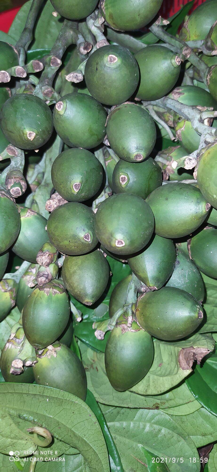 quả cau ăn trầu 1kg