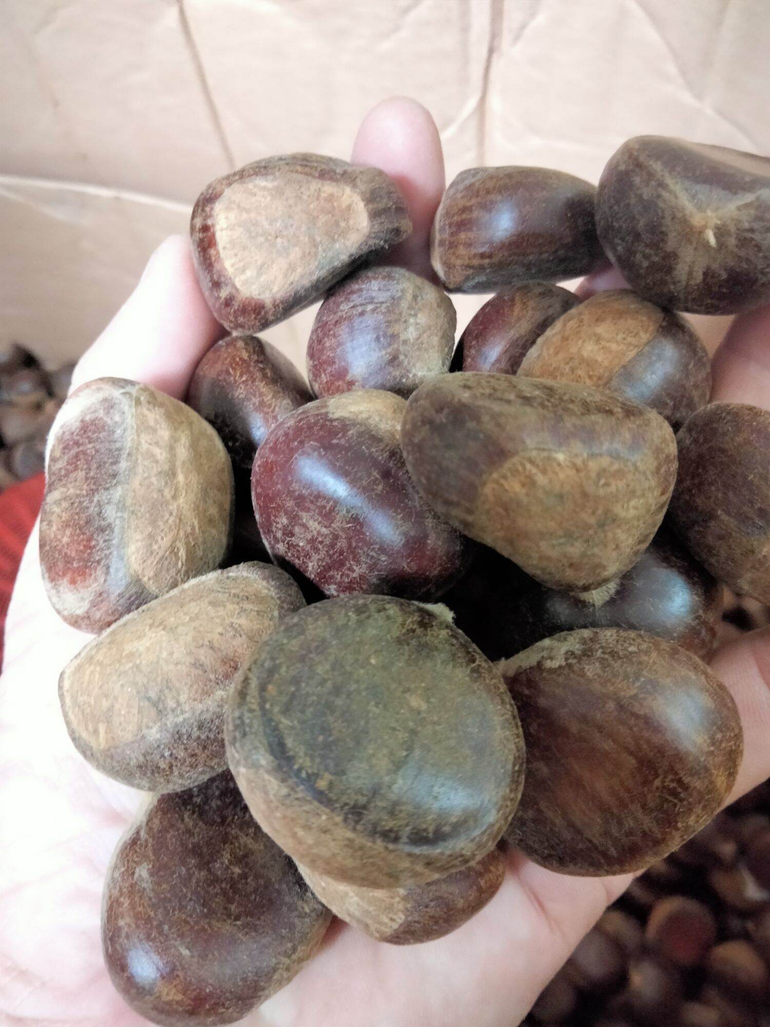 Hạt dẻ sống ngọt bùi (Loại 1 siêu to)