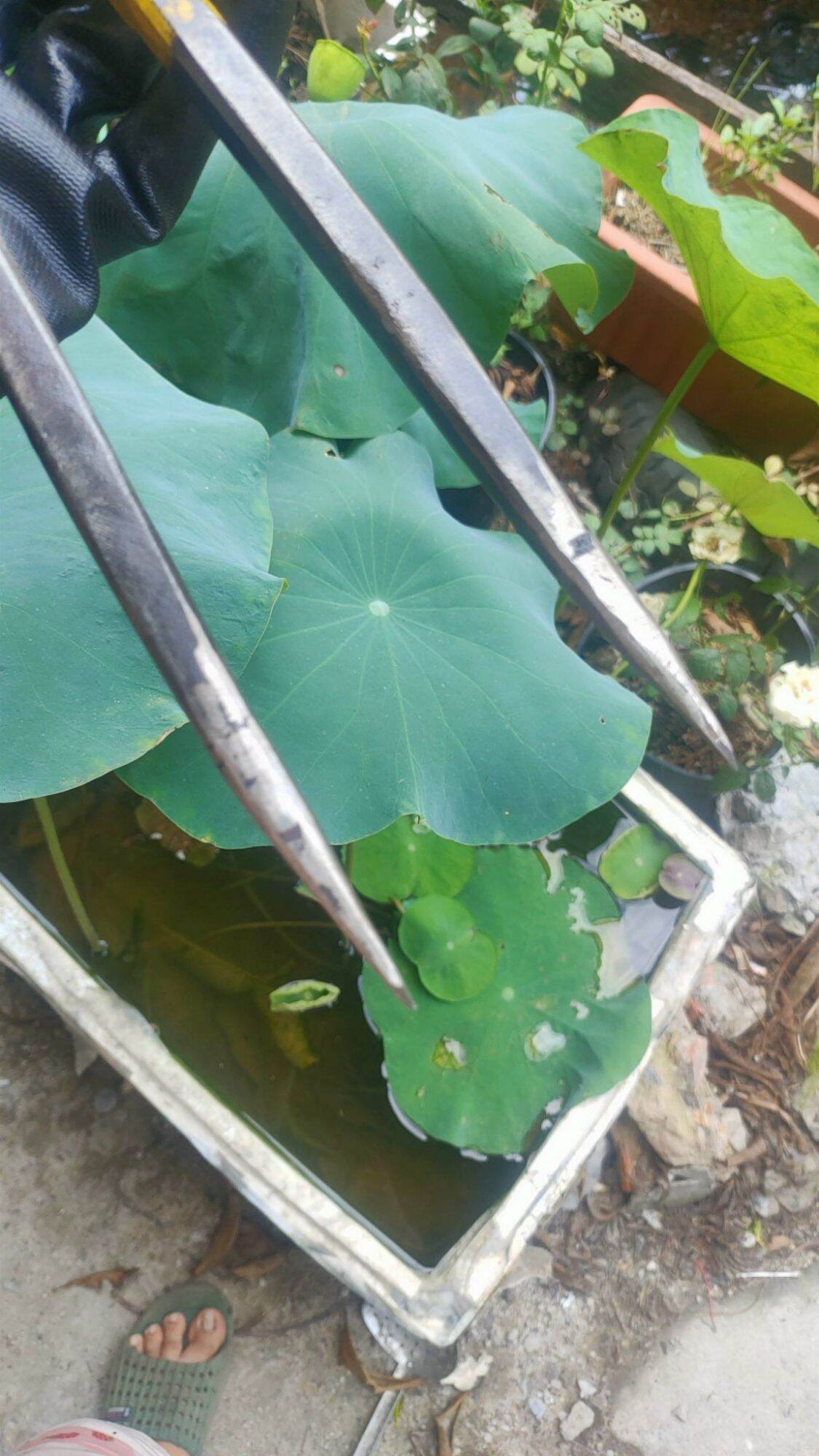 Compa vạch lấy dấu dài 420mm hàng Nhật bãi