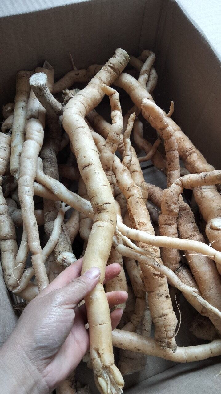 Sâm xuyên đá tươi Tây Bắc (1kg)