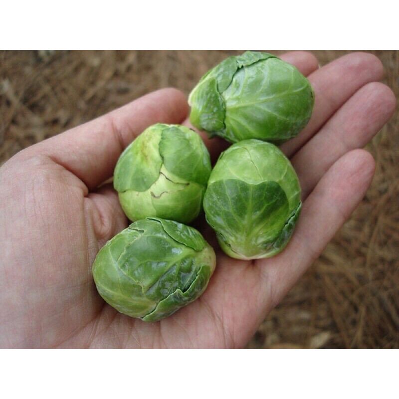 1 Gram Hạt Giống Bắp Cải Tý Hon dễ trồng
