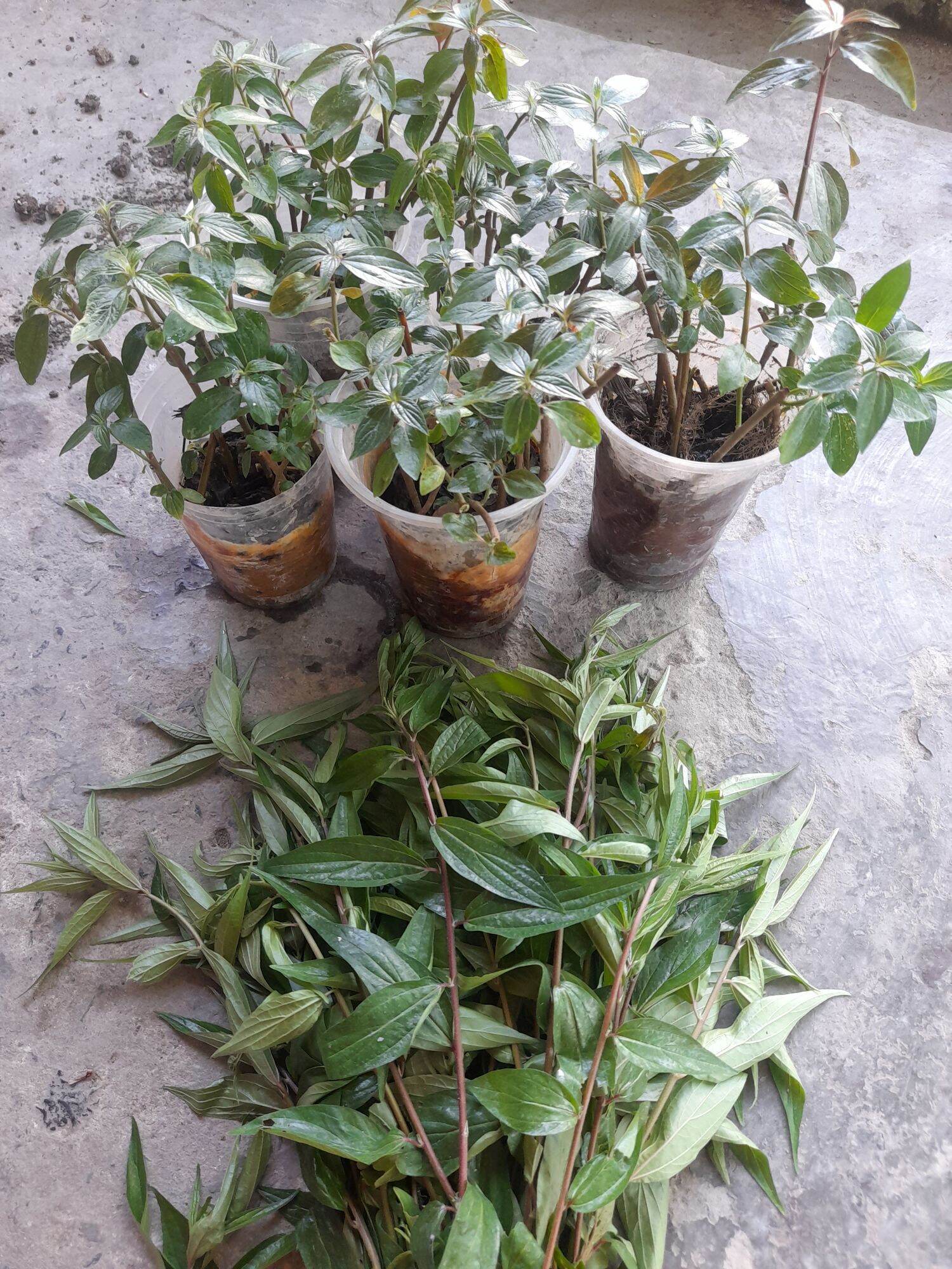 cây thuốc dòi (bọ mắm). bầu 8- 10 cây
