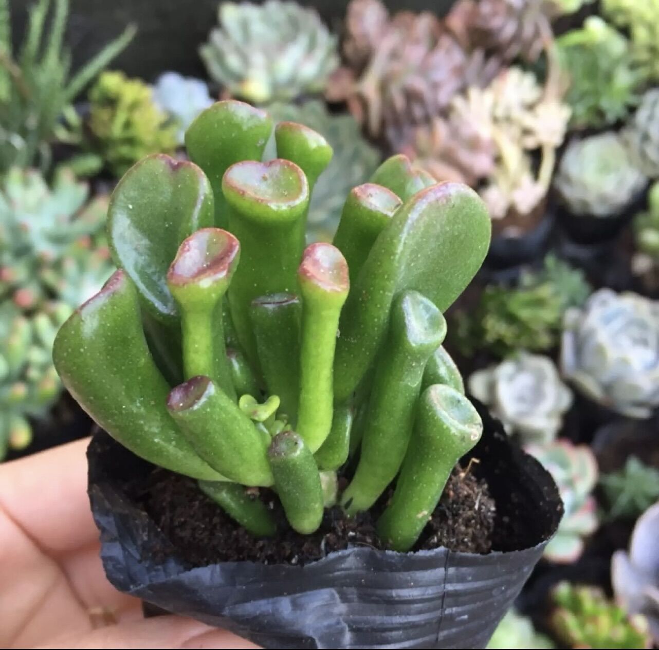 Sen đá ống điếu size bầu
