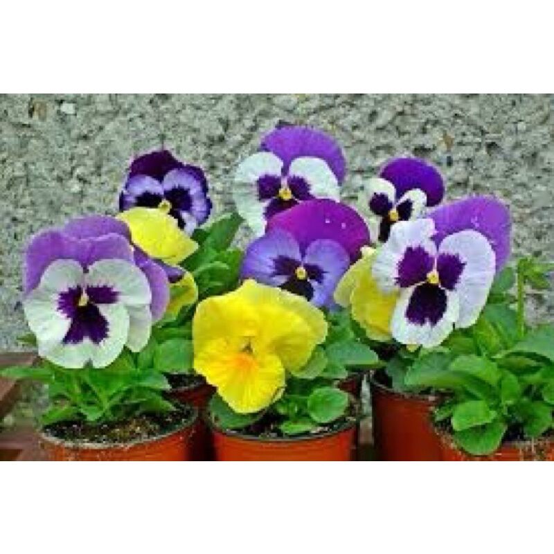 hạt hoa cánh bướm(1 gói)