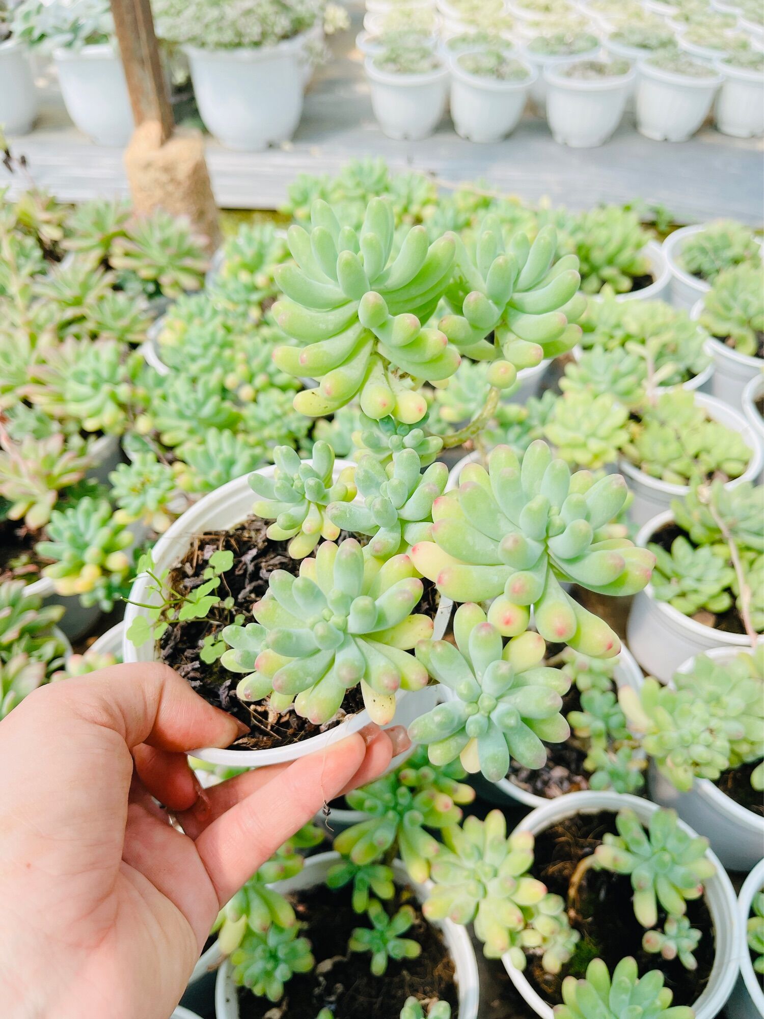 Sen đá thạch ngọc size trung 5-7 cm