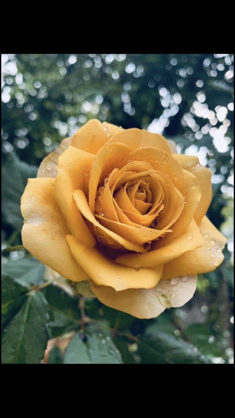 Hoa hồng ngoại nb pine dream rose size trung