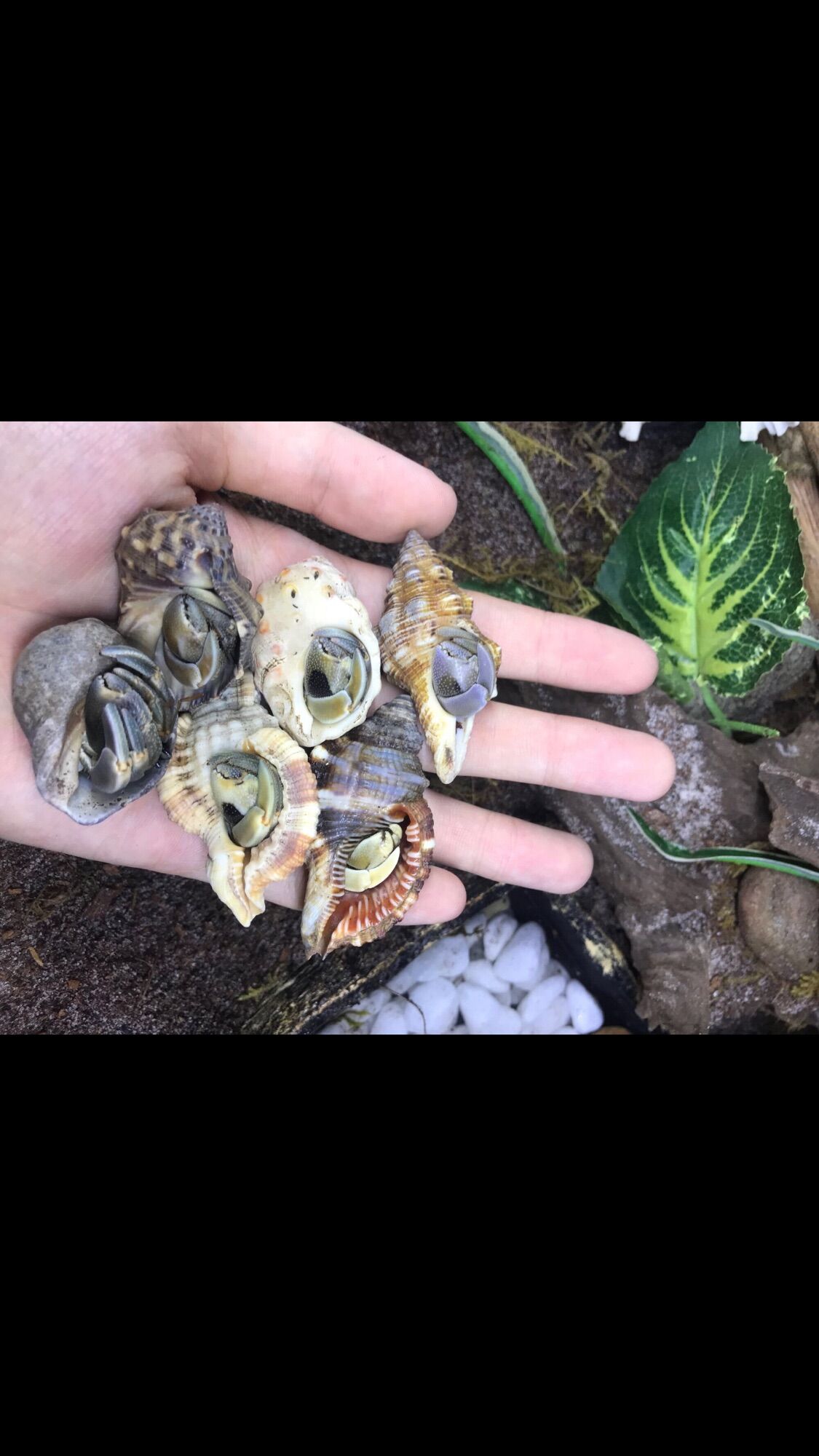 ComBo 5 bé OMH Rugos size Trung (trang trí bể cá)