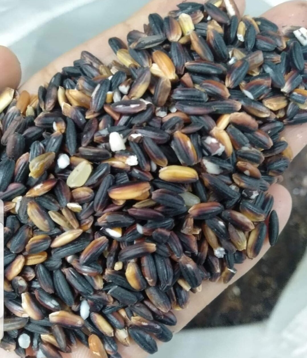1 kg nếp cẩm Điện Biên loại 1 dẻo, ngọt