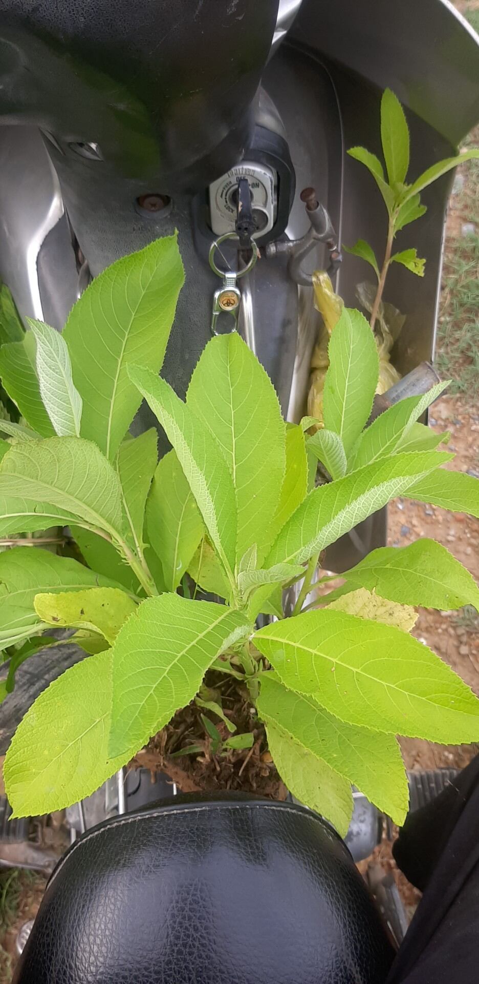 Cây đại bi giống