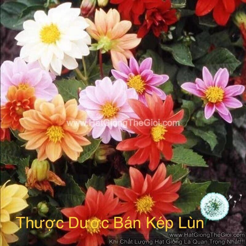 Thược Dược Bán Kép Lùn hạt giống