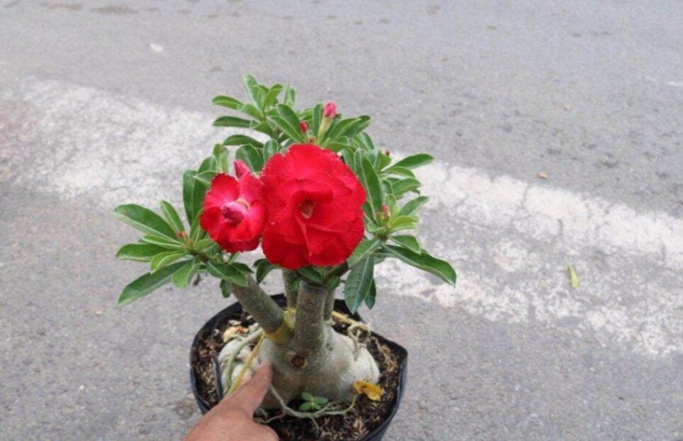 COMBO 10 CÂY SỨ THÁI CÁNH KÉP (màu ngẫu nhiên)