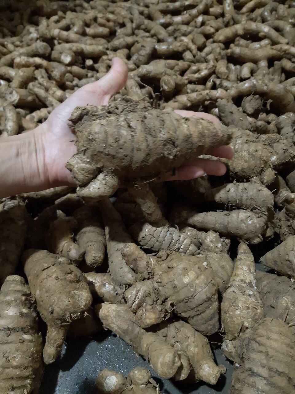 1kg củ nghệ đen tươi hàng chuẩn củ cái