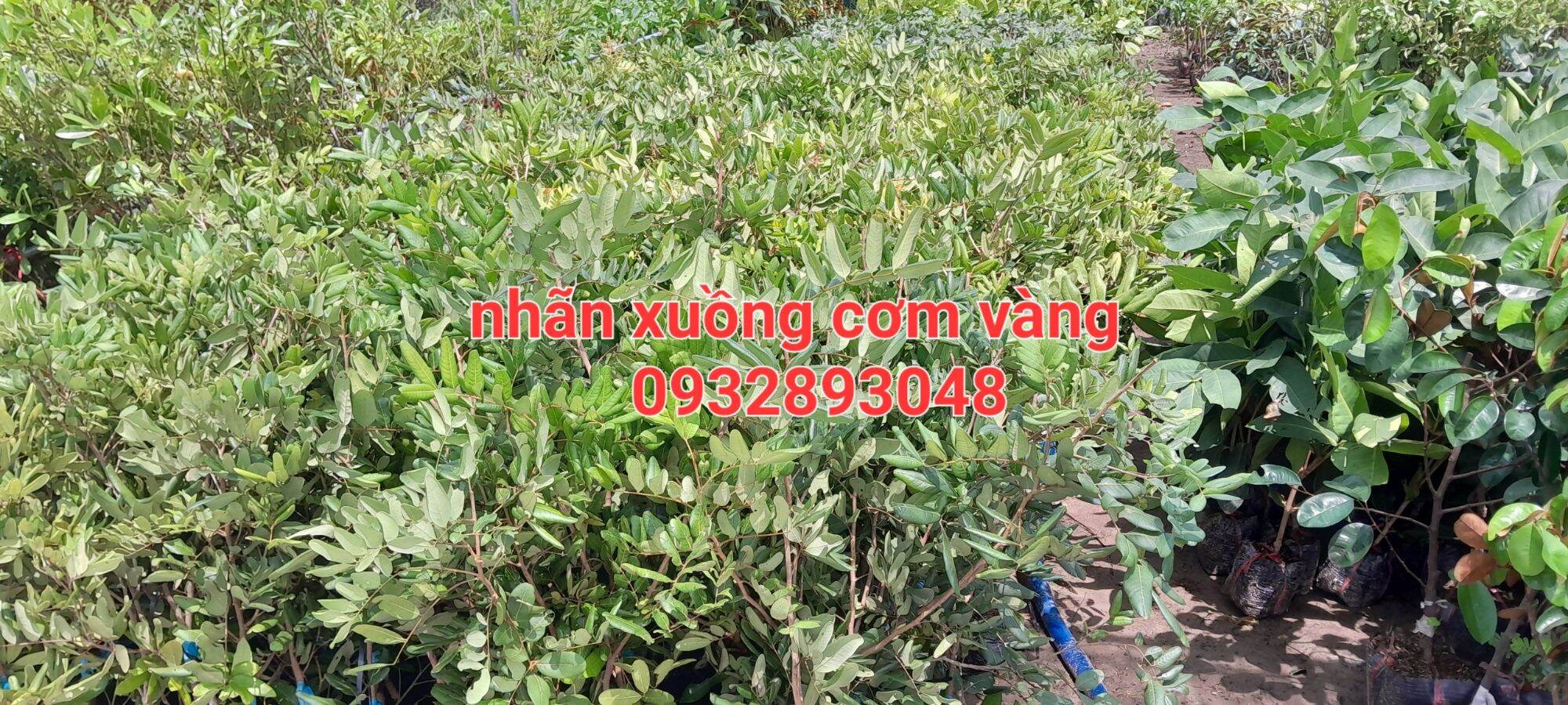 Cây giống nhãn xuồng cơm vàng 70cm den 1m2