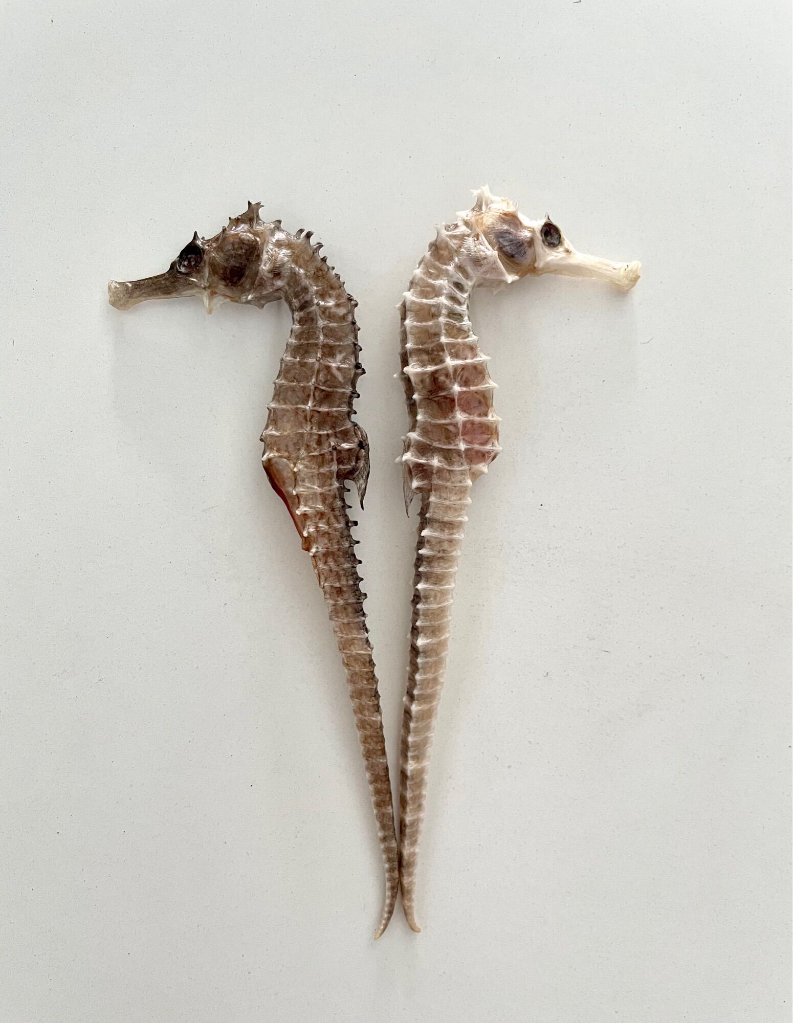 2 con cá ngựa khô size 9-11cm