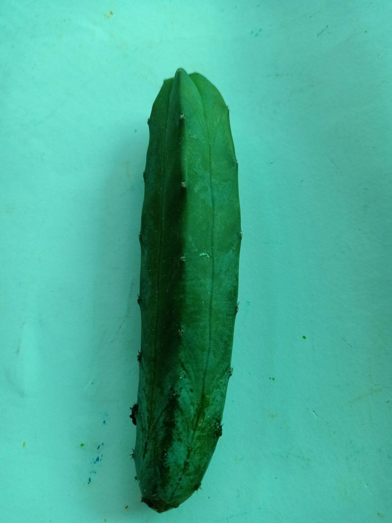 xương rồng trụ 10-15cm