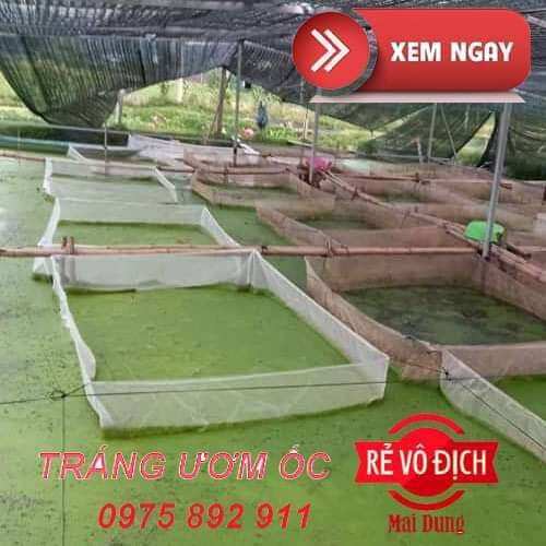 TRÁNG NUÔI CÁ , TRÊ , CHUÔI HOA , ỐC ẾCH
