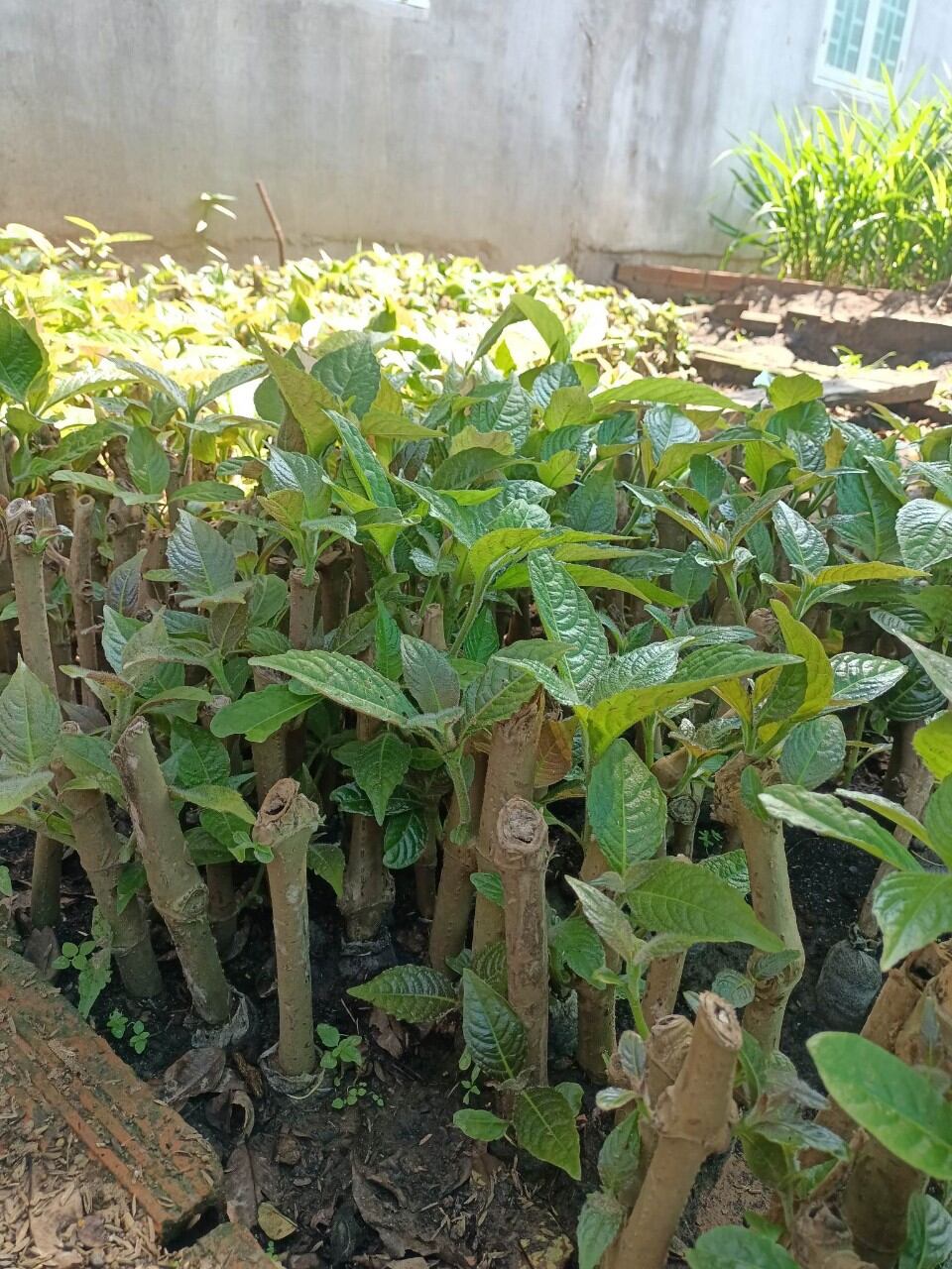 Chè khổng lồ chăn nuôi (Đơn 5 Cây giống)