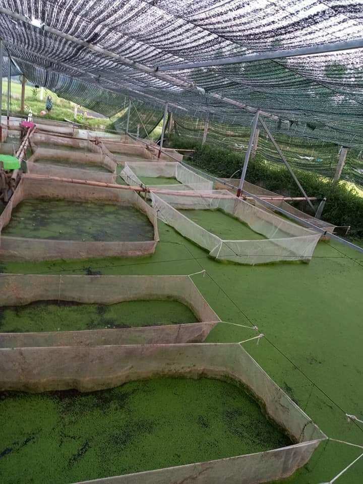 Tráng lồng vèo ươm ốc mới nở 3x2x1 ( loại 2li )