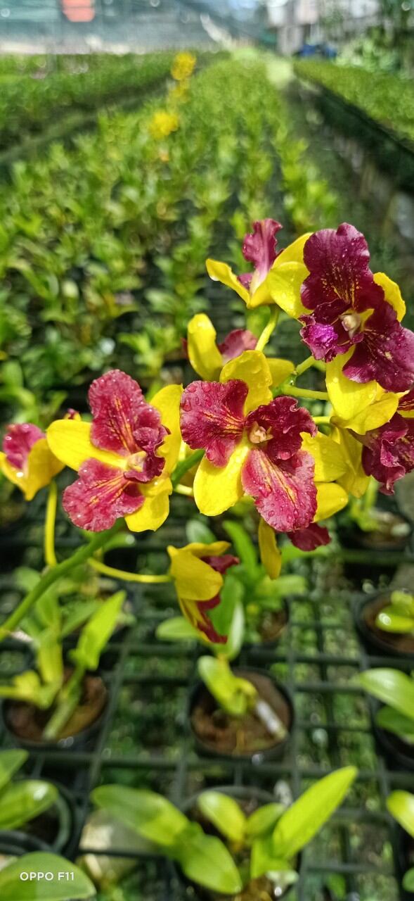 Hoa lan Denro nắng 3 vàng 3 đỏ hoa thơm