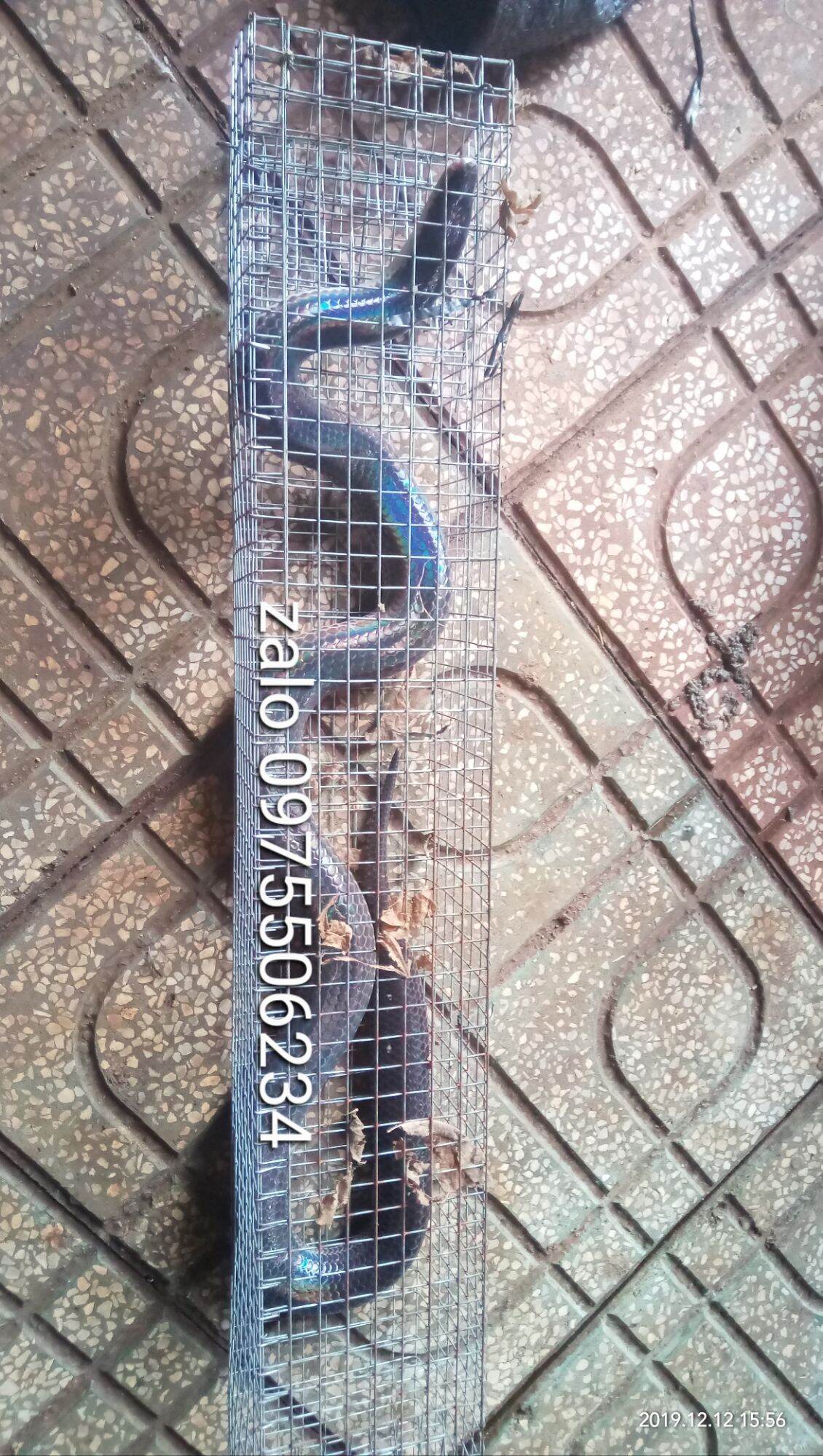 Lồng bẫy rắn 2 hom loại dài 75cm