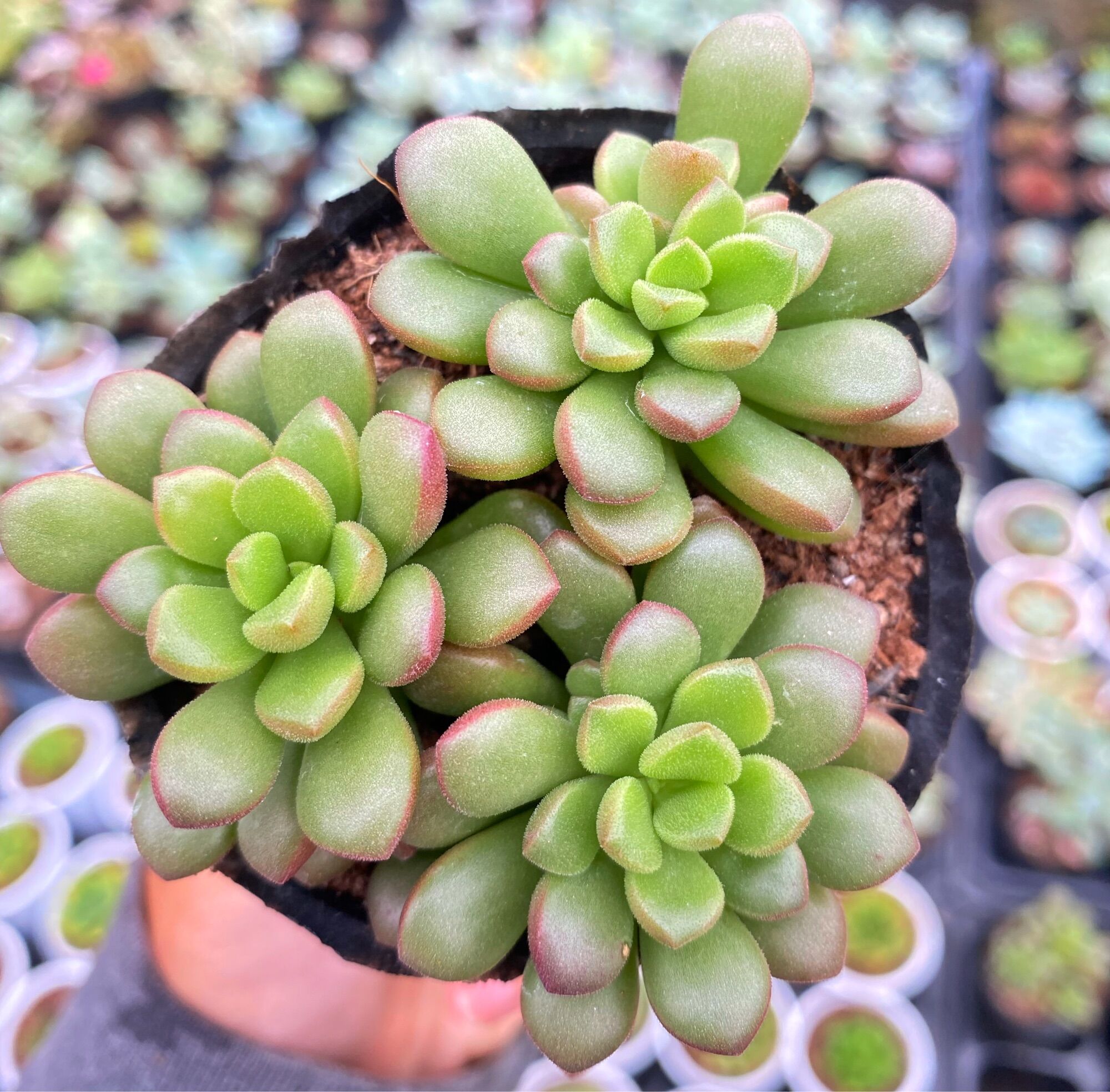Sen đá rubi bụi size bầu 5cm hư 1 đổi 1