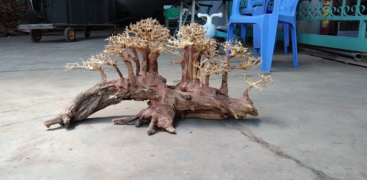Cây gỗ lũa bonsai đại thụ [Tán xương và Tùng Xanh]