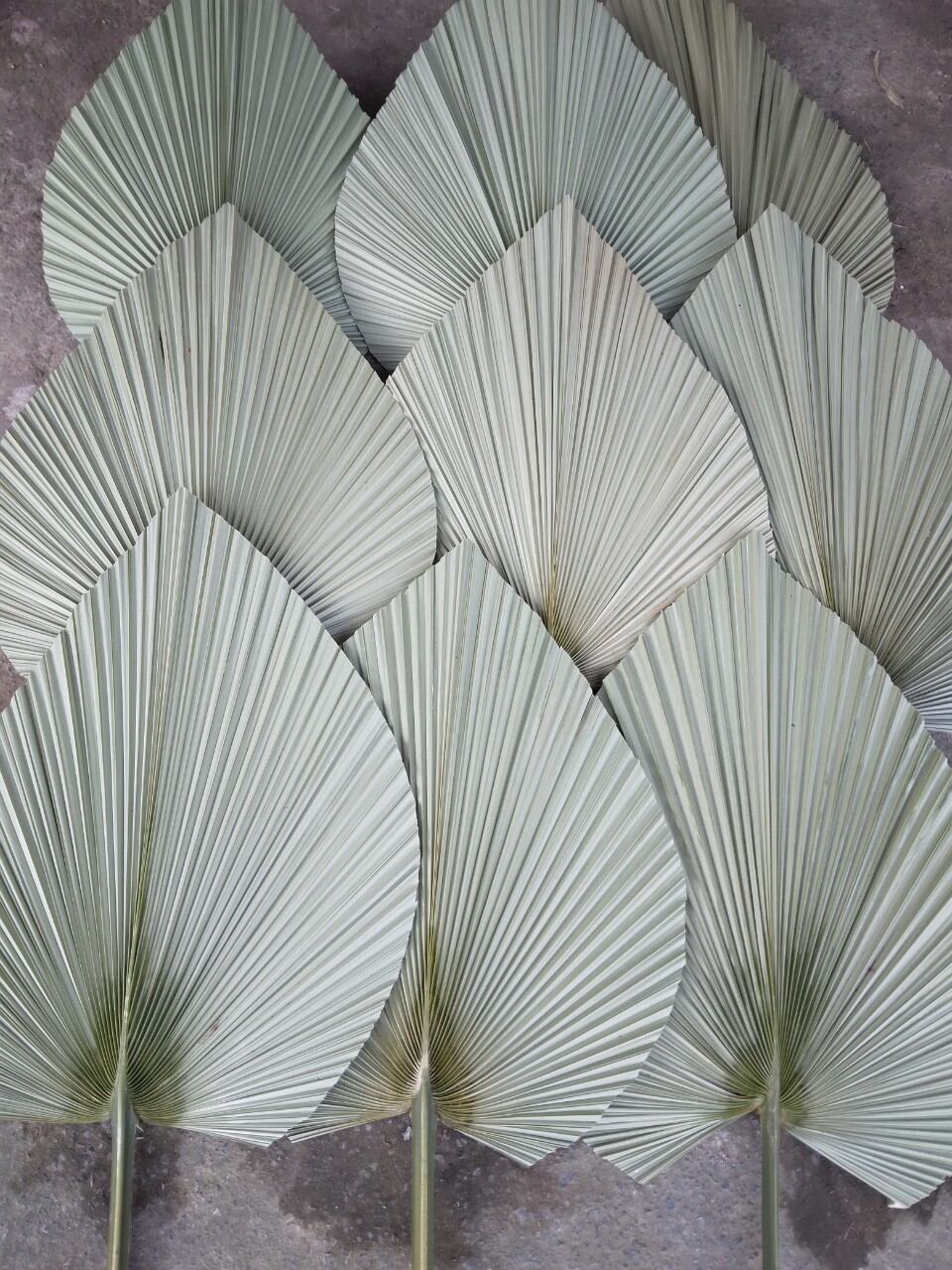lá cọ khô trang trí