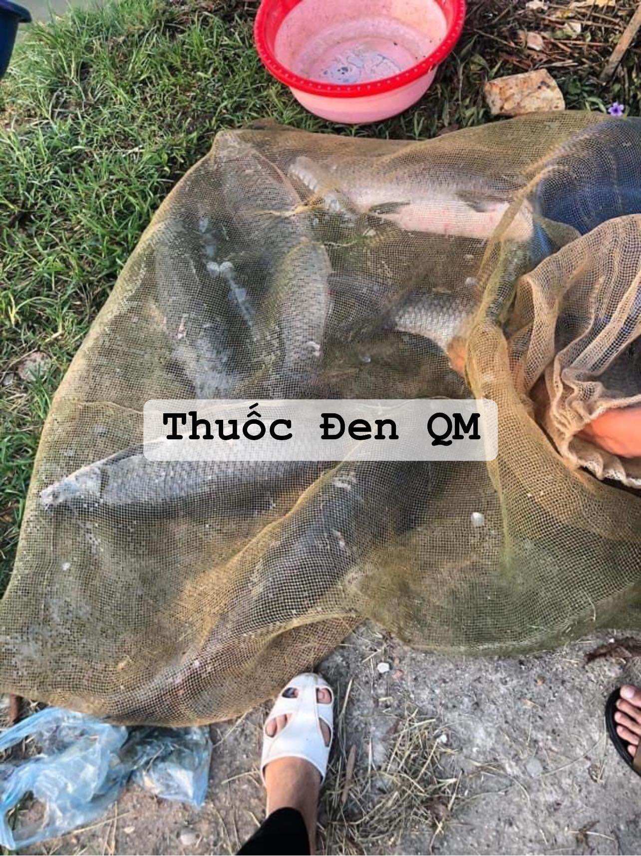 Mồi thuốc bắc ủ ốc câu trắm đen