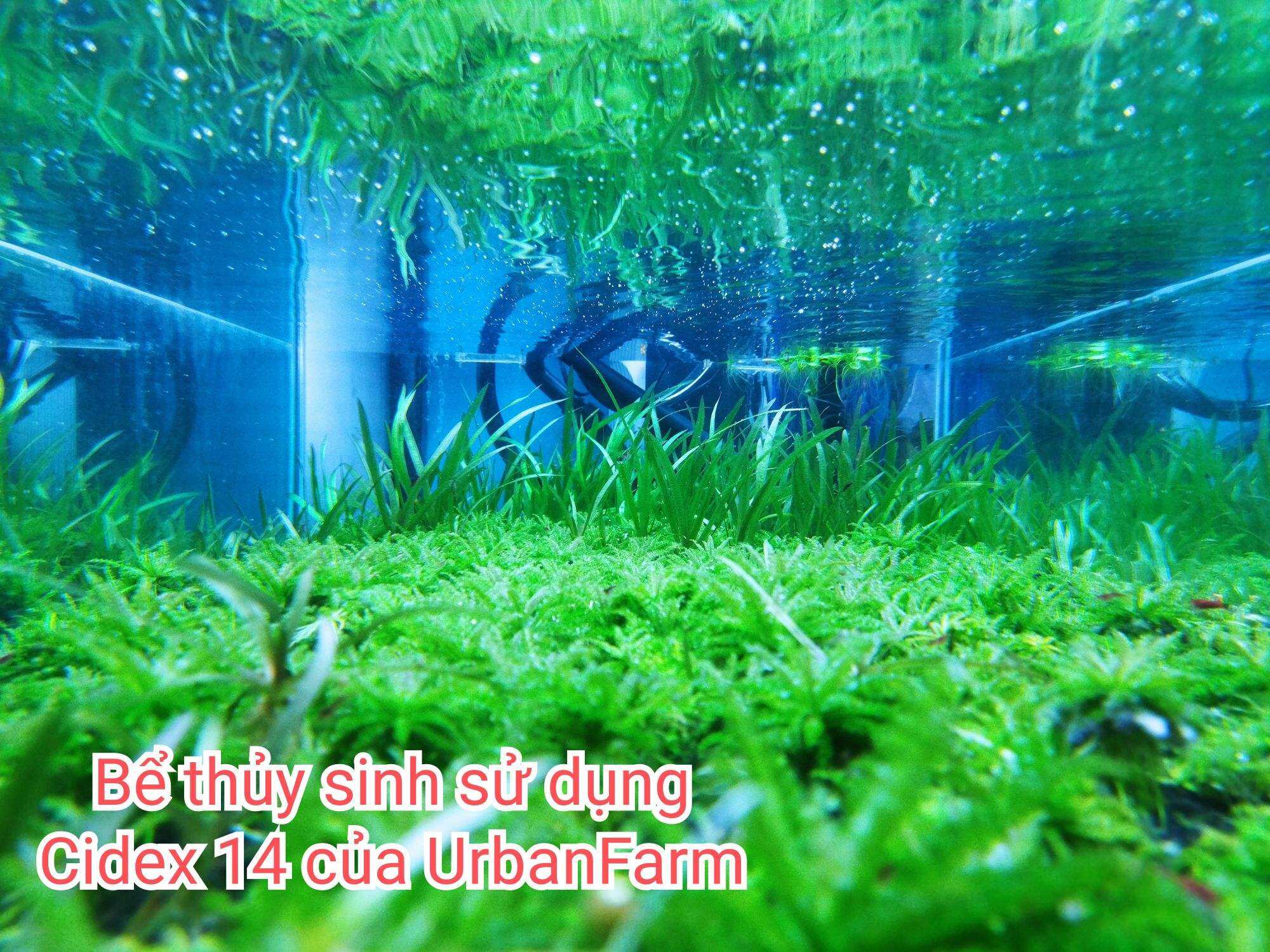 Cidex 14 Nguyên chất 500ml - Dung dịch Phòng và Diệt rêu hại cho bể Thuỷ Sinh
