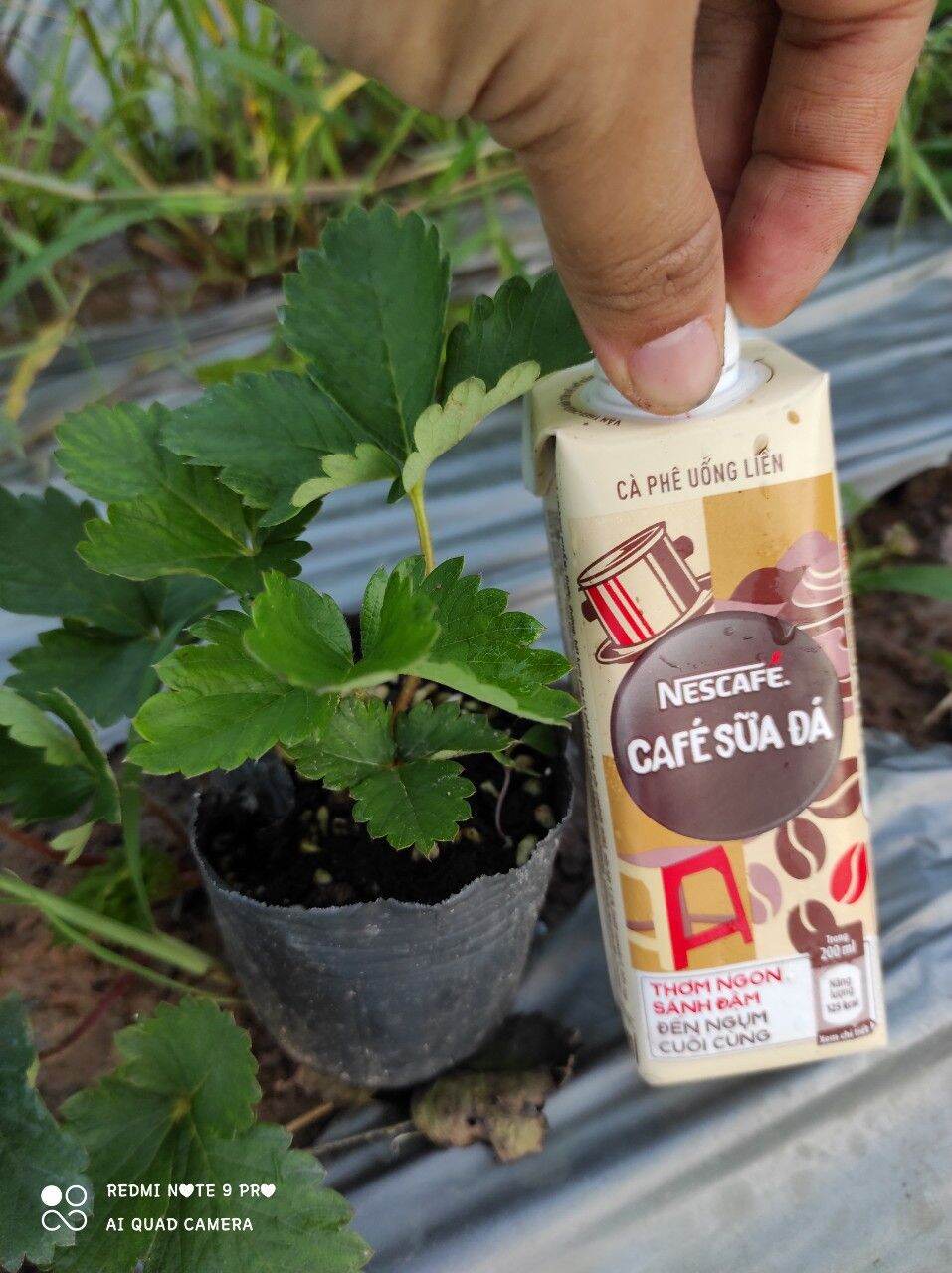 Combo 5 dâu tây Hana chịu nhiệt