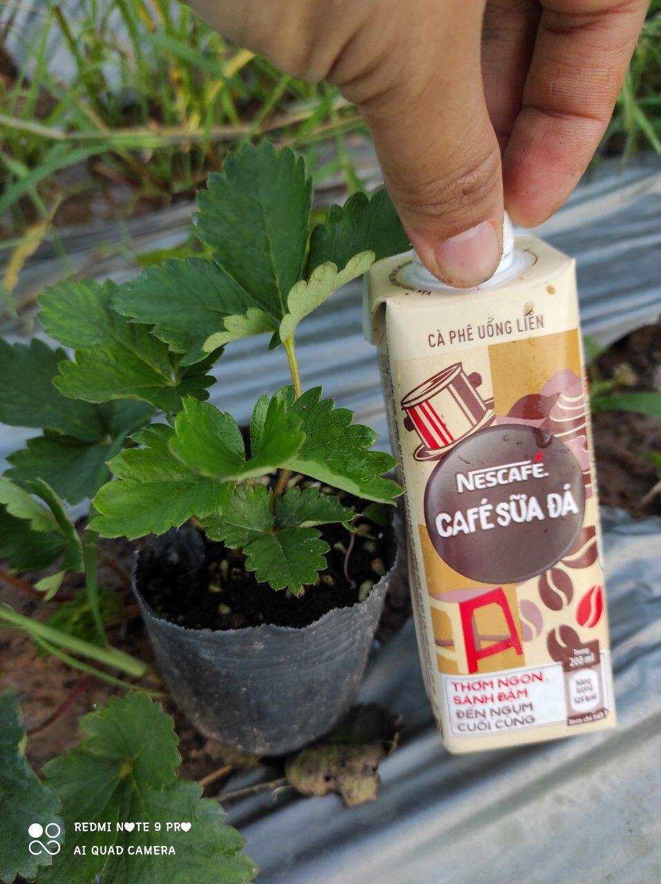 Combo 5 dâu tây Hana chịu nhiệt( tặng phân bón)