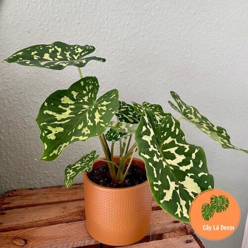 Alocasia Hilo Beauty ( Môn Áo Lính)