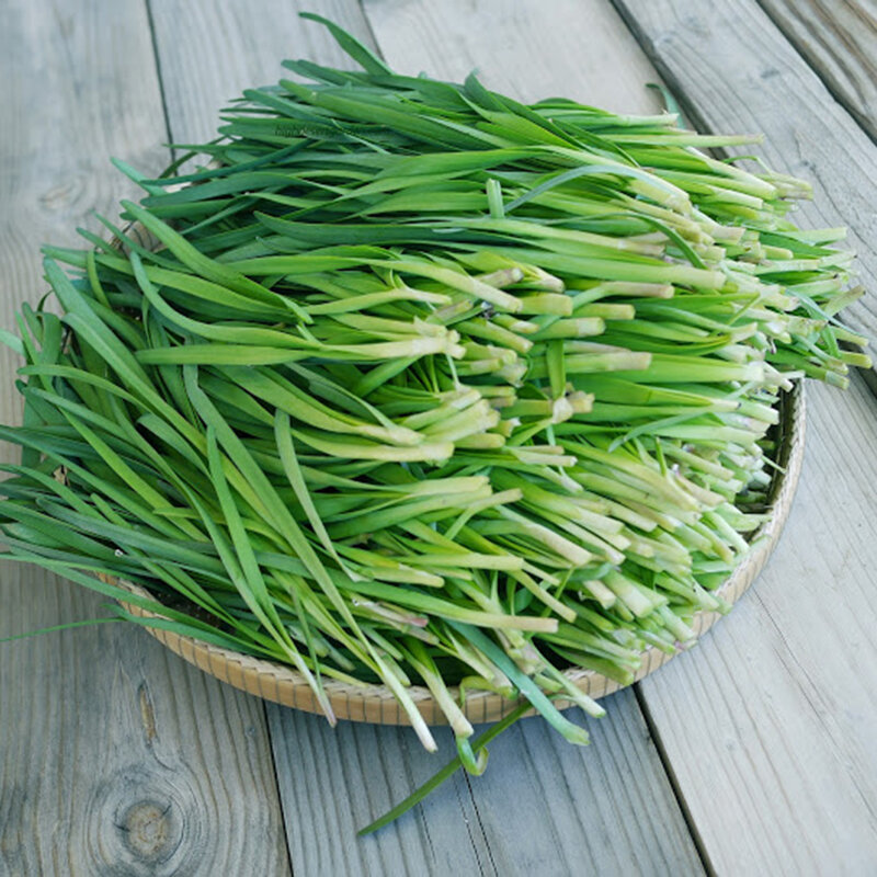 Hạt giống hẹ lá