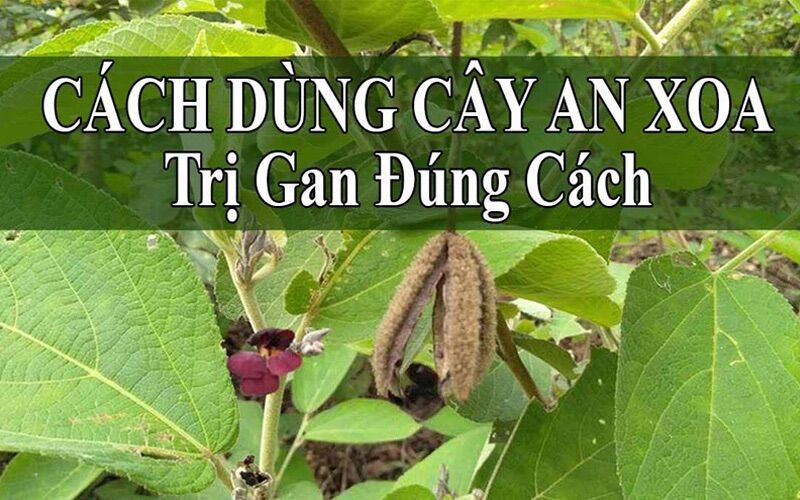 Thảo dược an xoa