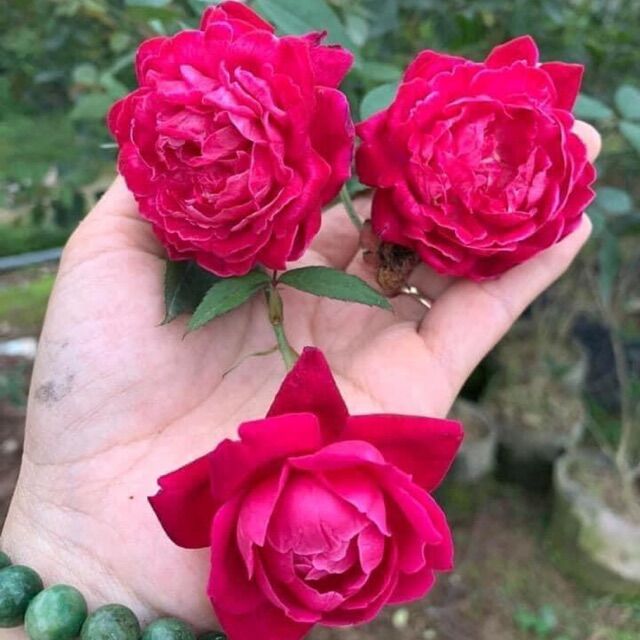 Chậu cây hoa hồng cổ huế, hồng quế son